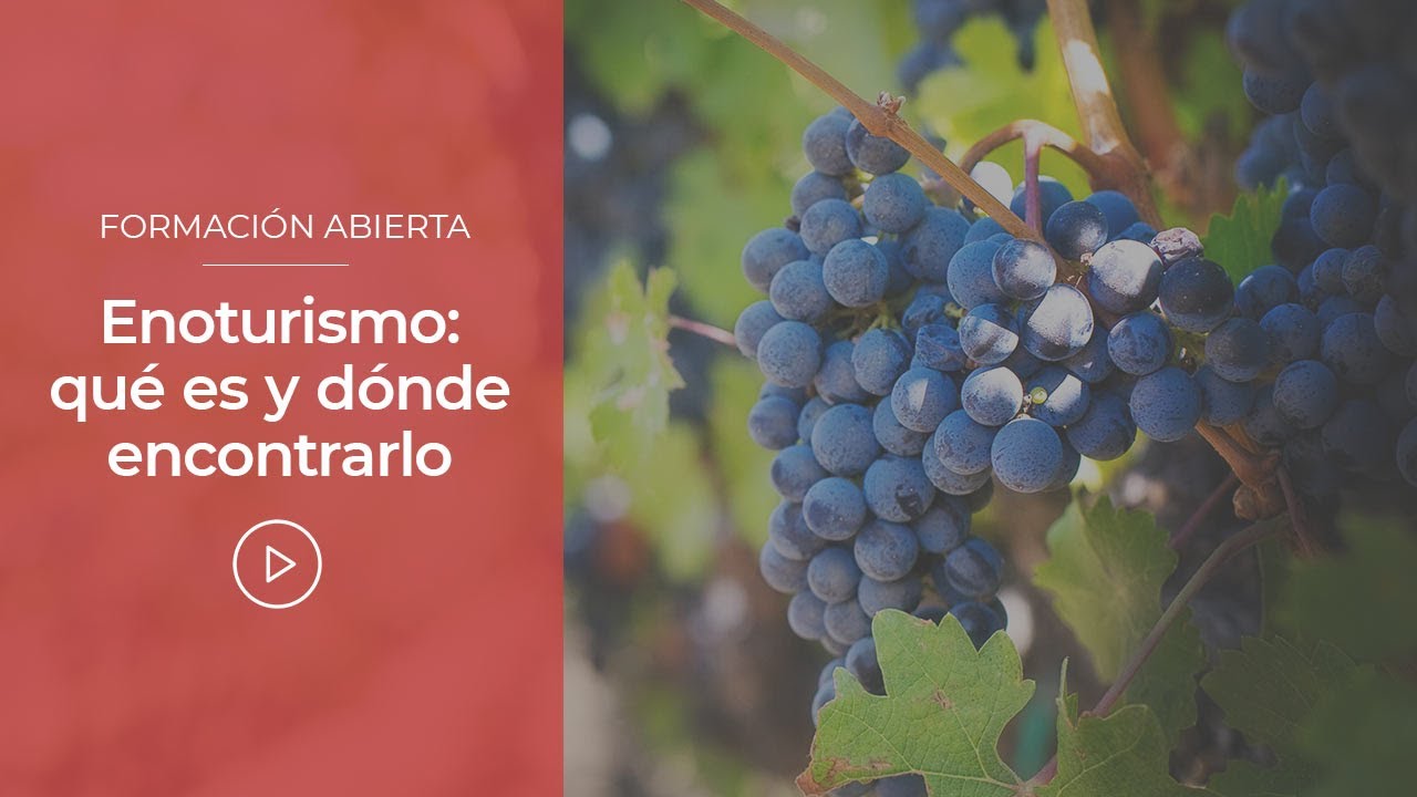 Aromas y sabores: Sumérgete en el turismo enológico en Medellín
