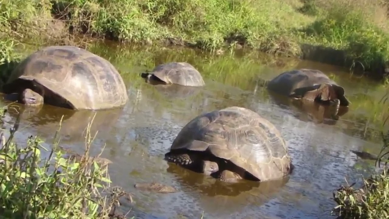 Aventuras cercanas: Planifica emocionantes excursiones