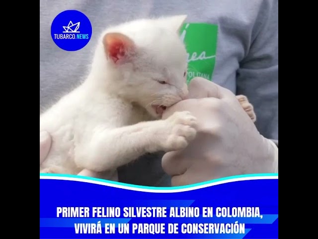 Encuentro felino: Descubre el Parque de Los Gatos en Medellín