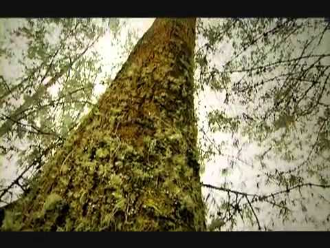 Naturaleza y tranquilidad: Explora el Parque Arví en Medellín