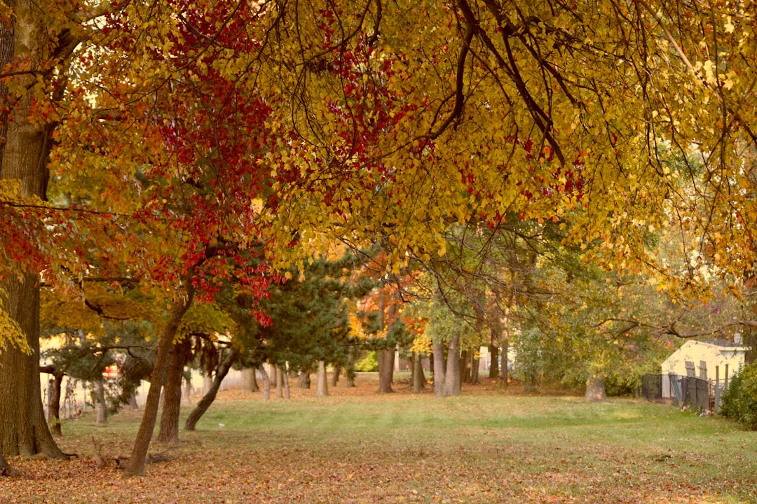 festival de las flores medellin 2024