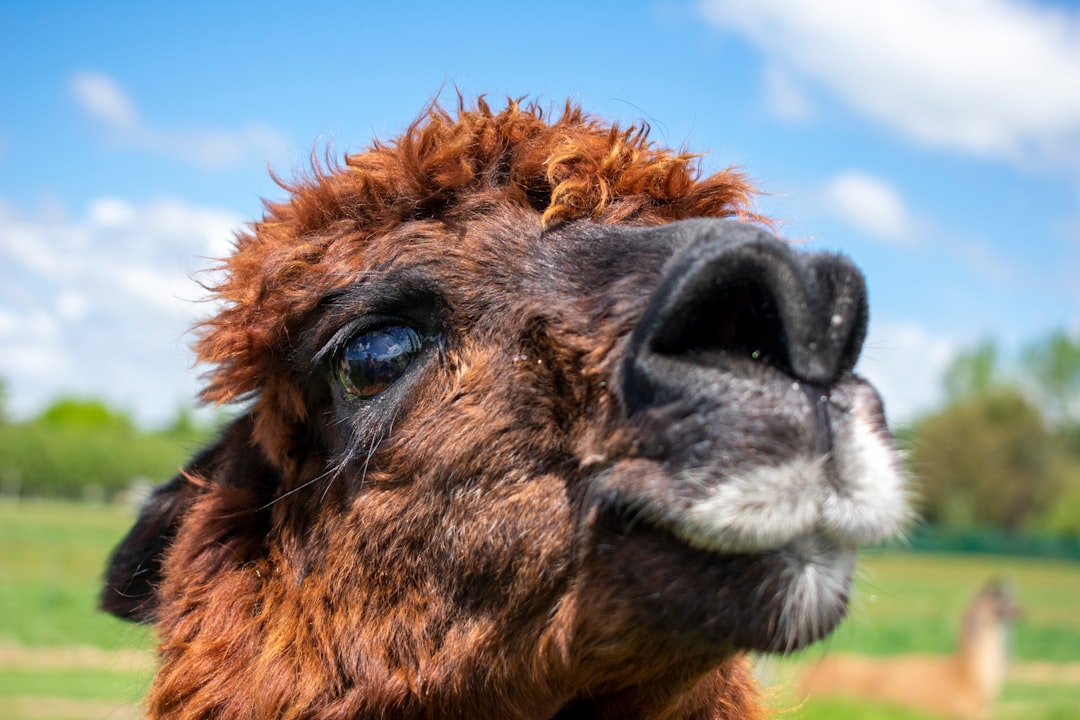 por que se llama zona rosa
