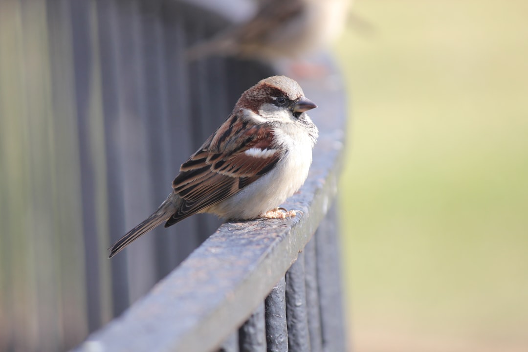 ¿Cómo se le dice a la mujer de Barranquilla?