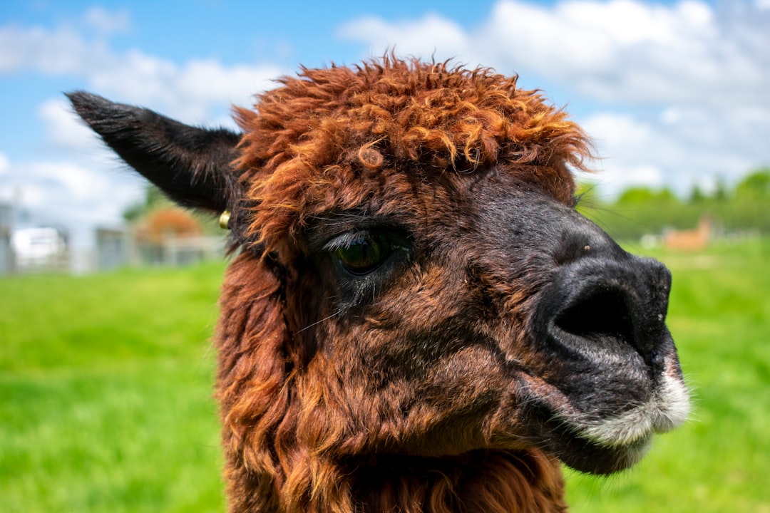 ¿Cómo se llama el 2 río más grande del mundo?