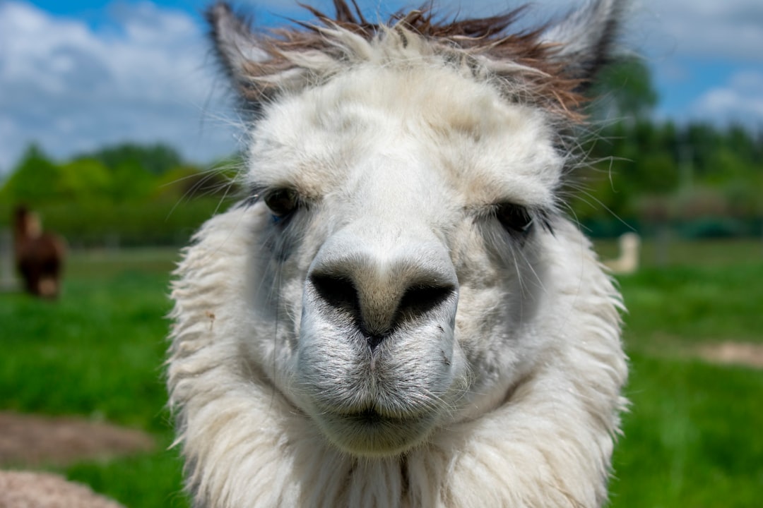 ¿Por qué Barranquilla se llama así?