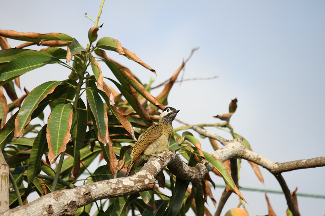 ¿Qué es más grande Barranquilla o soledad?