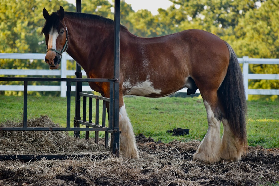 Lo extraordinario del lago Titicaca: Descubre su magia y encanto único
