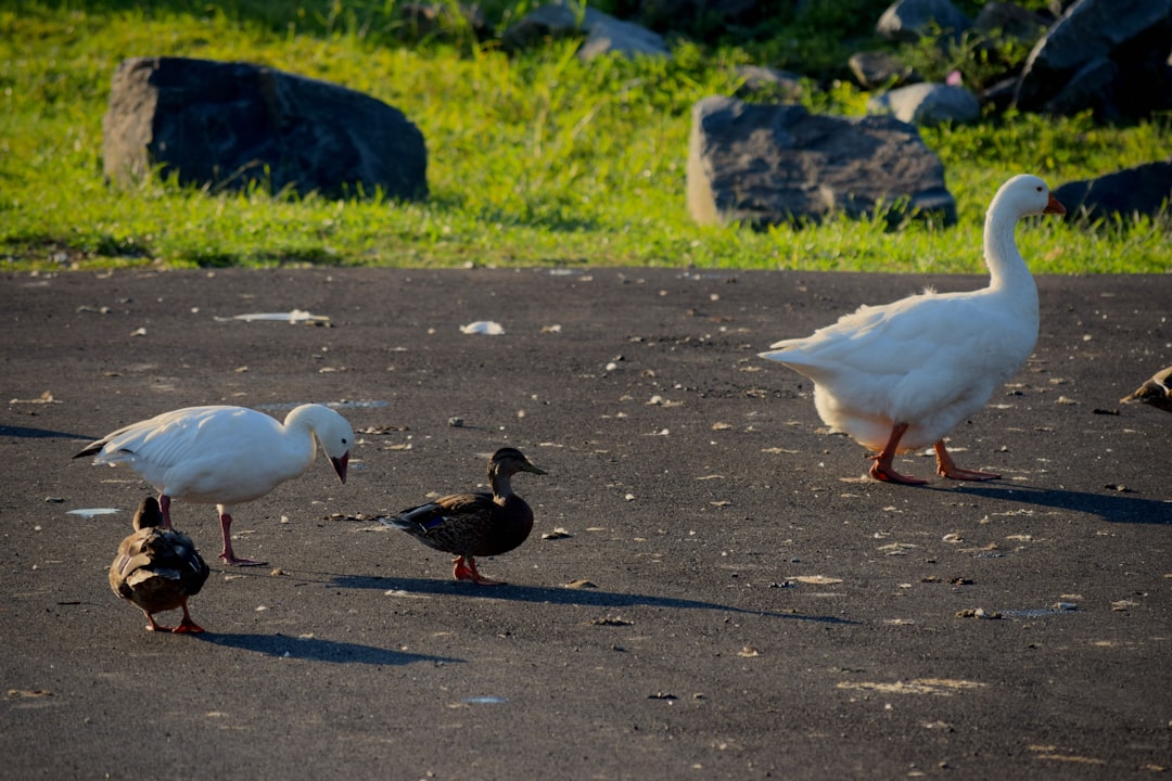 ¿Qué tipo de actividades se llevan a cabo durante el Carnaval de Barranquilla?