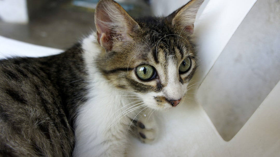 barranquilla colombia altura sobre el nivel del mar