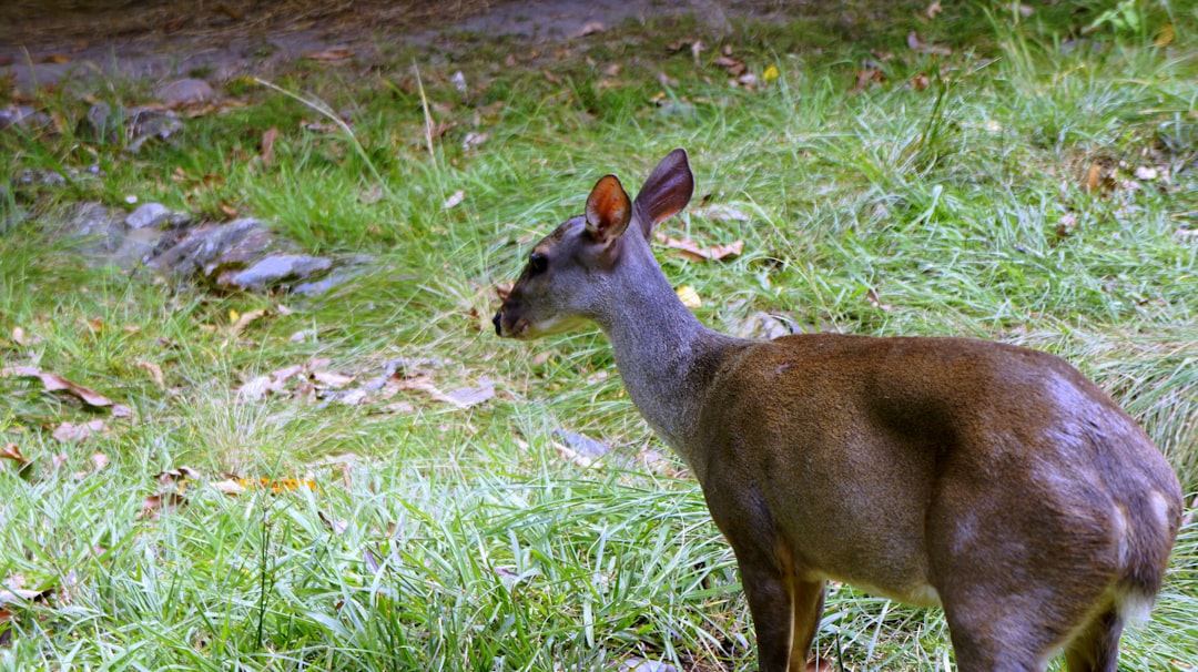 cuál es el río más ancho de colombia