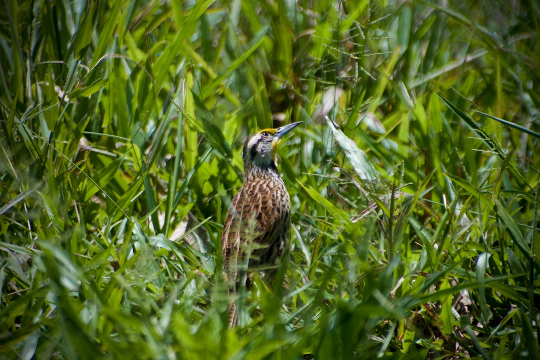 cuales son las principales lagunas de colombia
