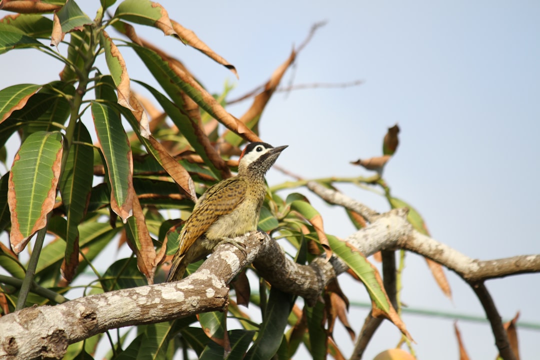 cuanto mide el malecón de barranquilla