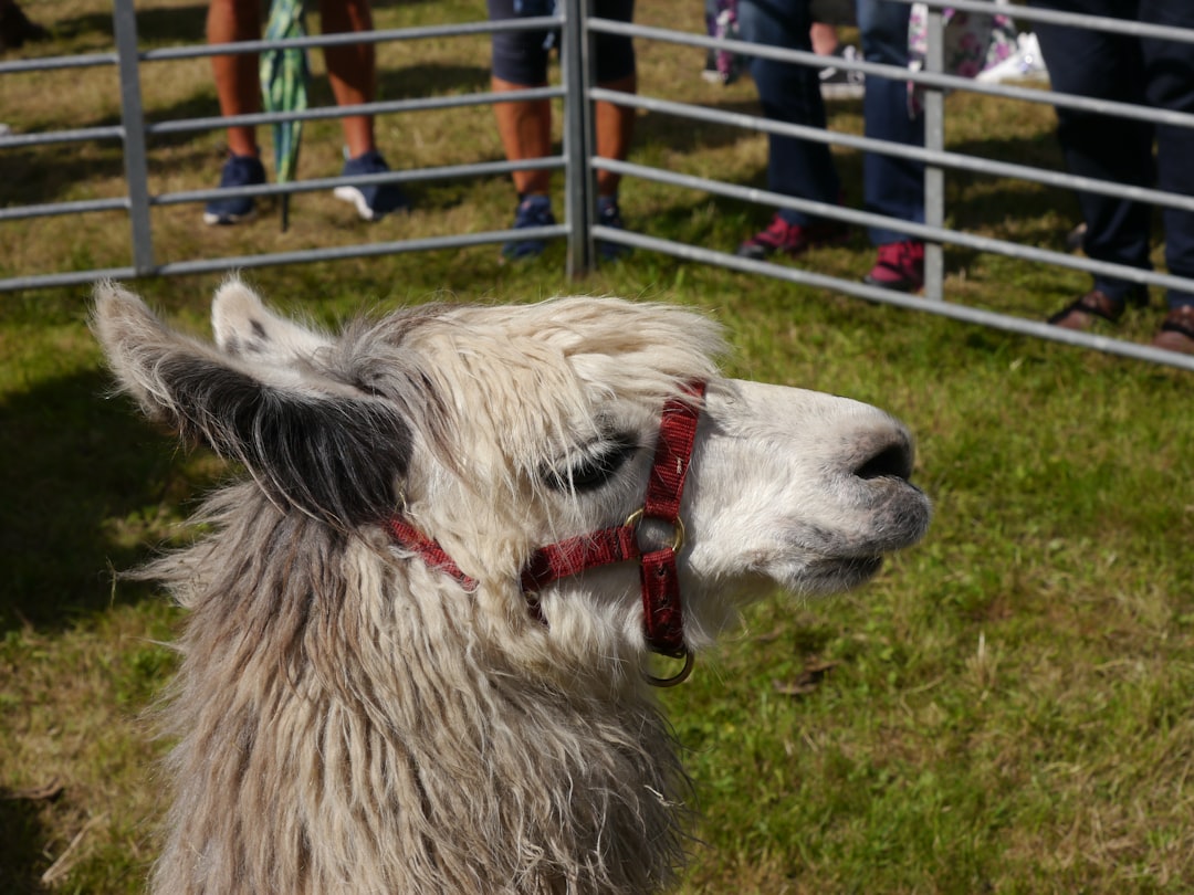 mar rojo porque se llama asi