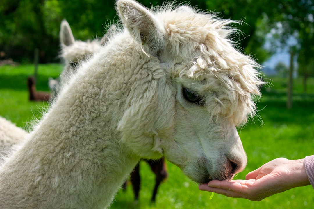 porque se llama mar rojo