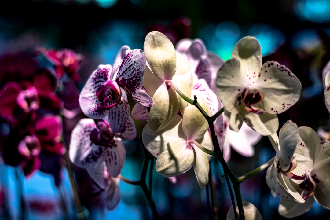 Programa Completo de la Feria de Flores 2024: ¡Descubre Todos los Eventos y Actividades!