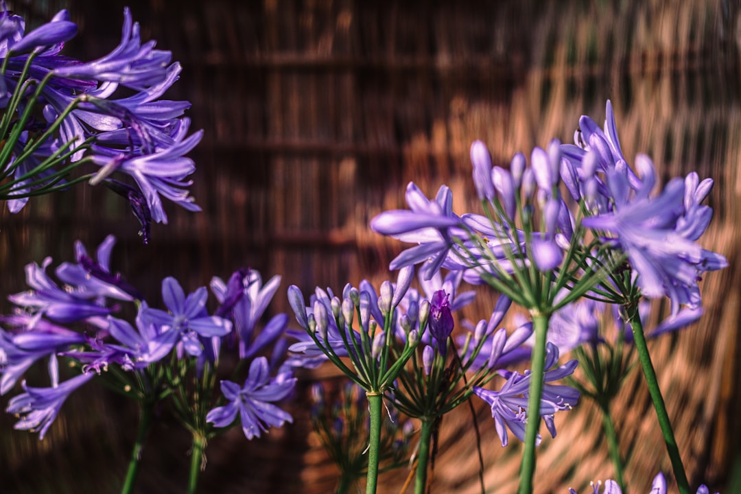 significado puerta roja