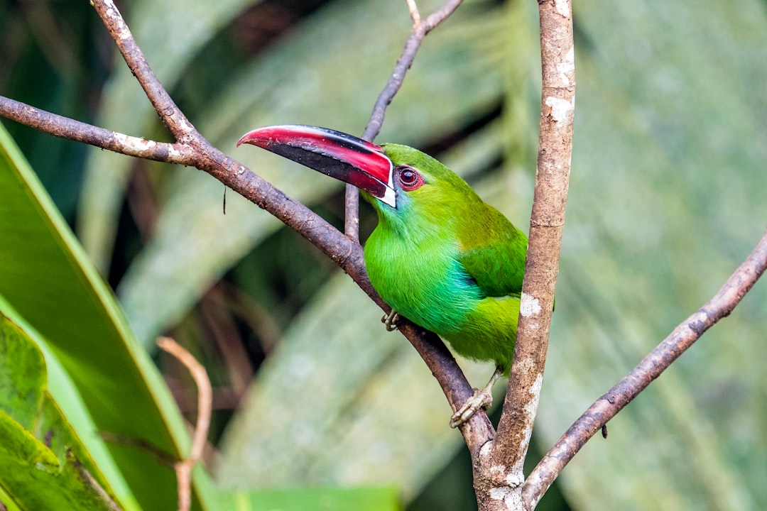 tres lagunas de colombia