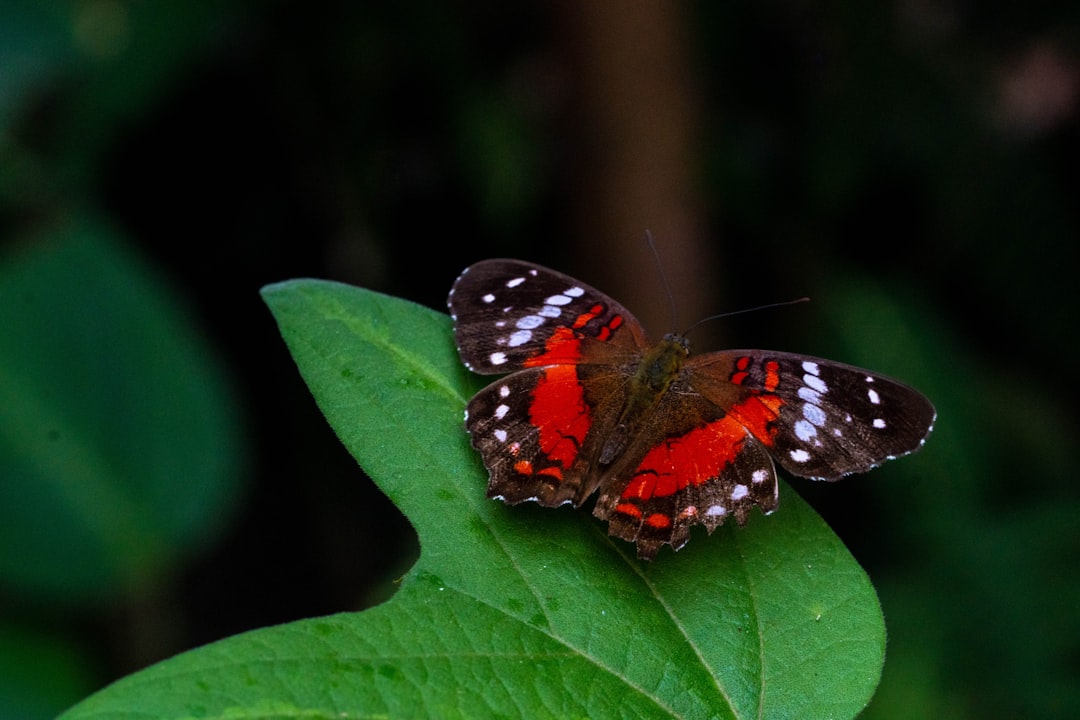 barrio pedregal medellin