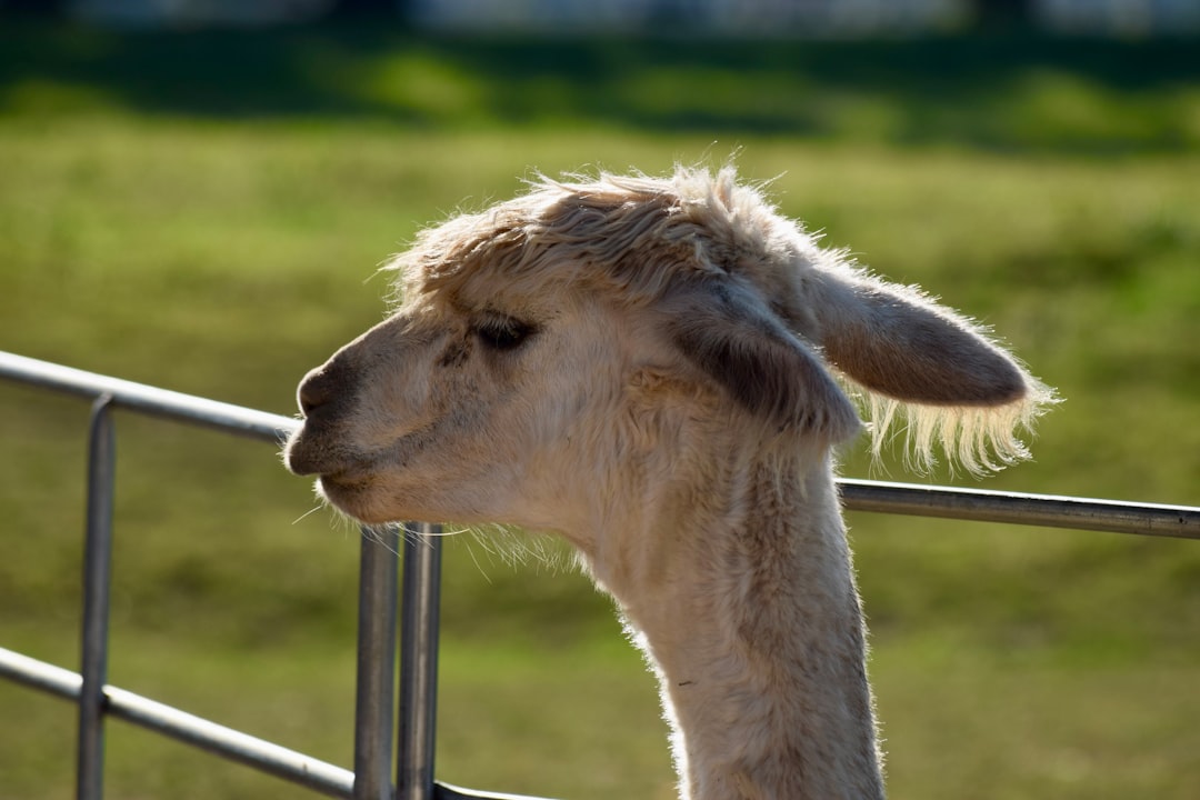 conciertos feria de las flores 2024