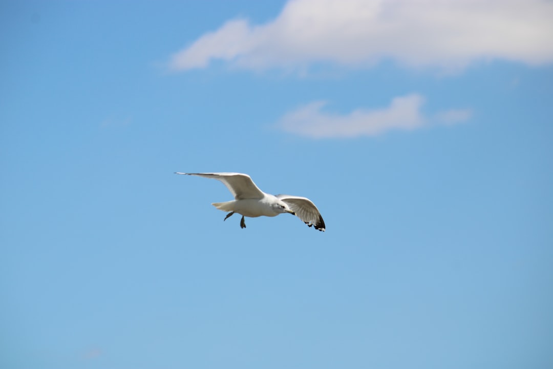 cual es el lago mas grande de sudamerica