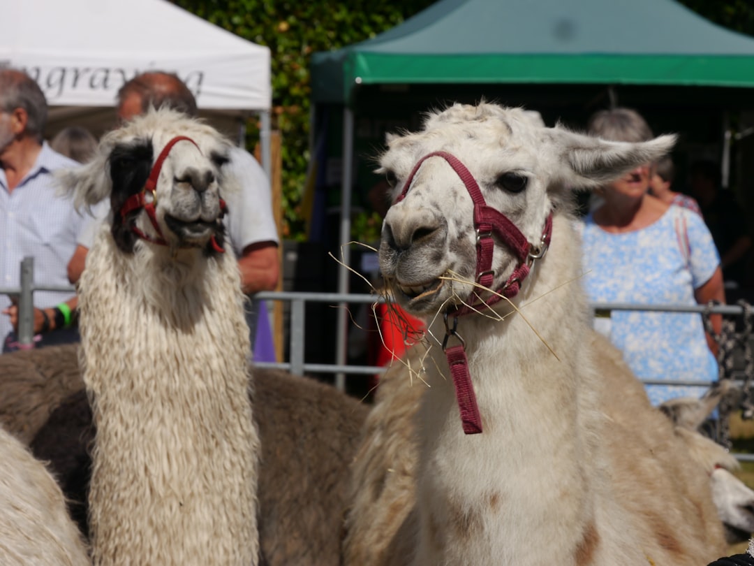porque el mar muerto se llama asi