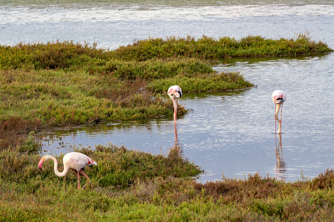 Descubre la Unión del Río con el Mar: Belleza Natural y Ecosistemas Únicos